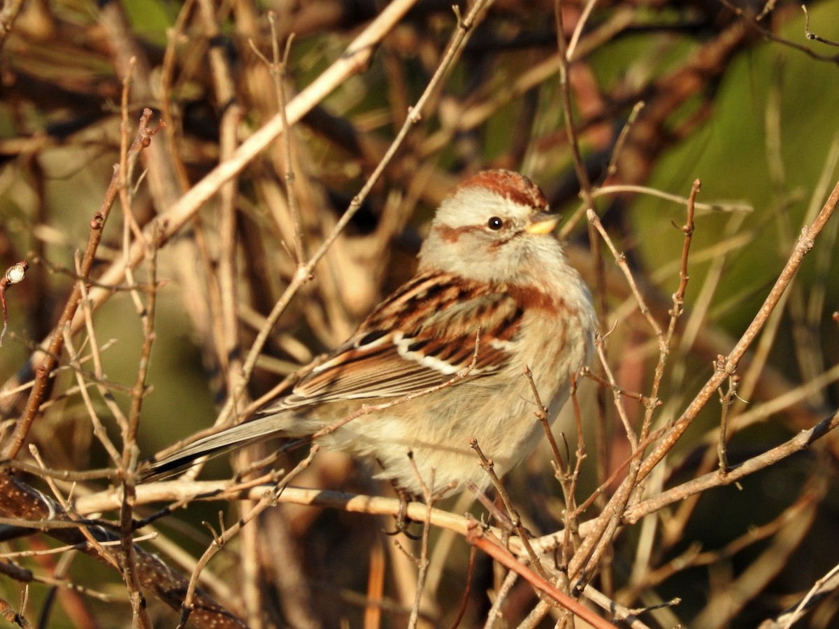 strnádka pokřovní - ML645949052