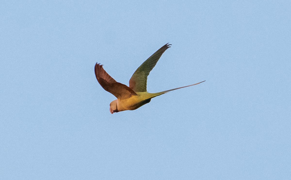 Alexandrine Parakeet - ML645949058