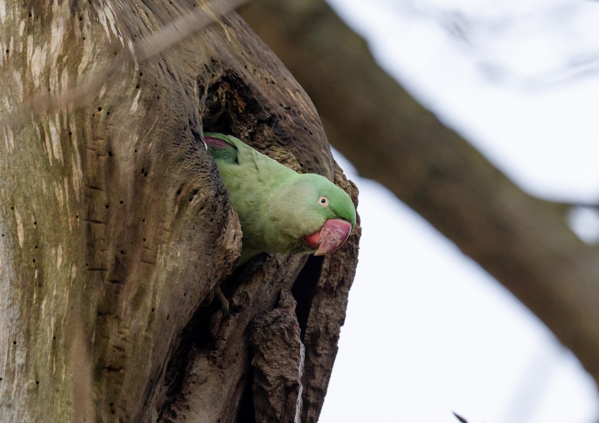 Alexandrine Parakeet - ML645949059