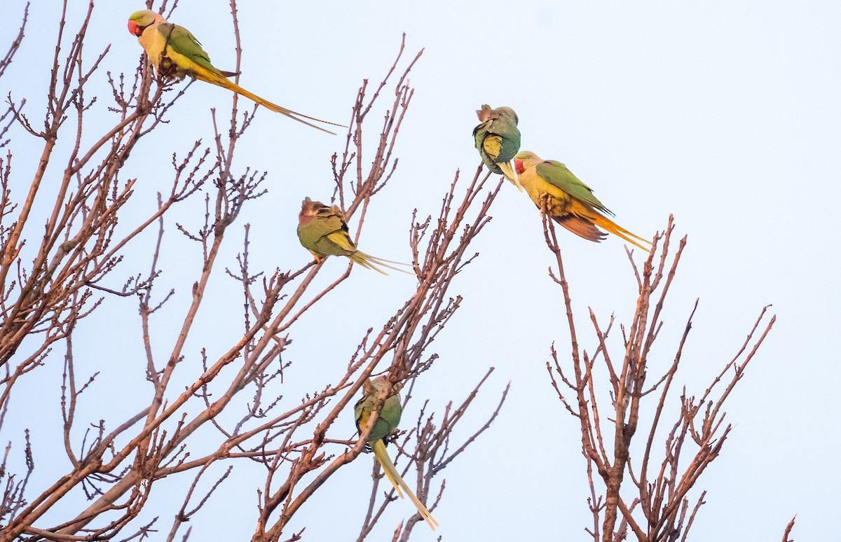 Alexandrine Parakeet - ML645949060