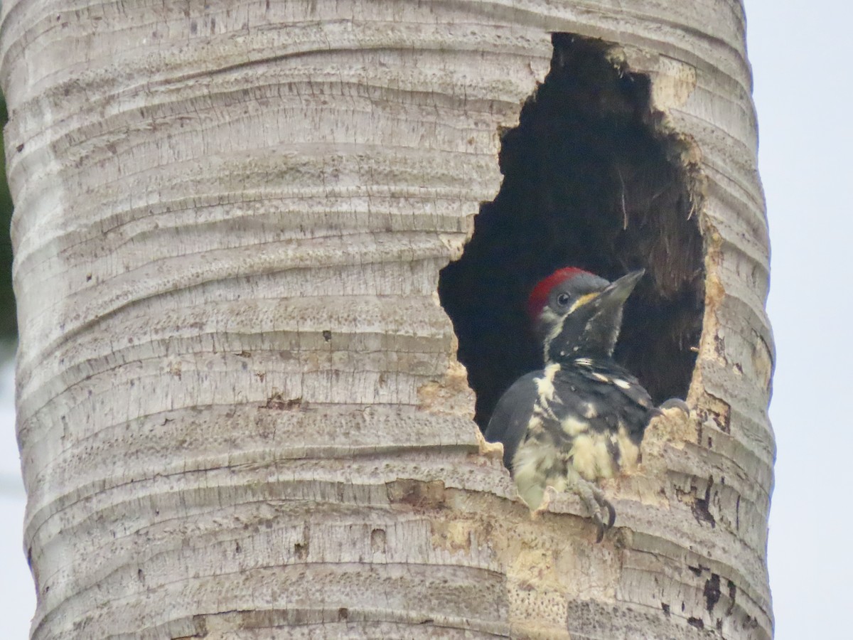 Lineated Woodpecker - ML645949062