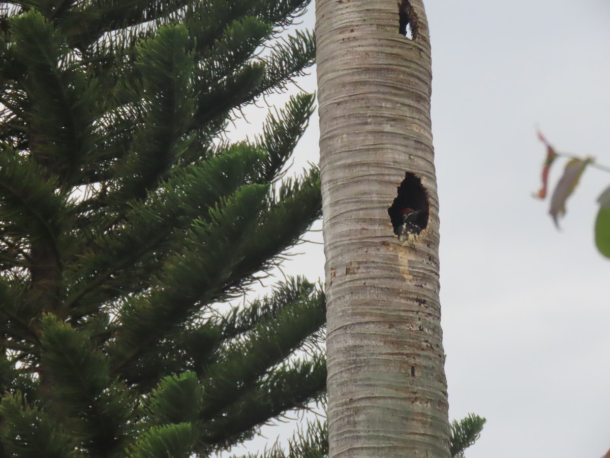 Lineated Woodpecker - ML645949063