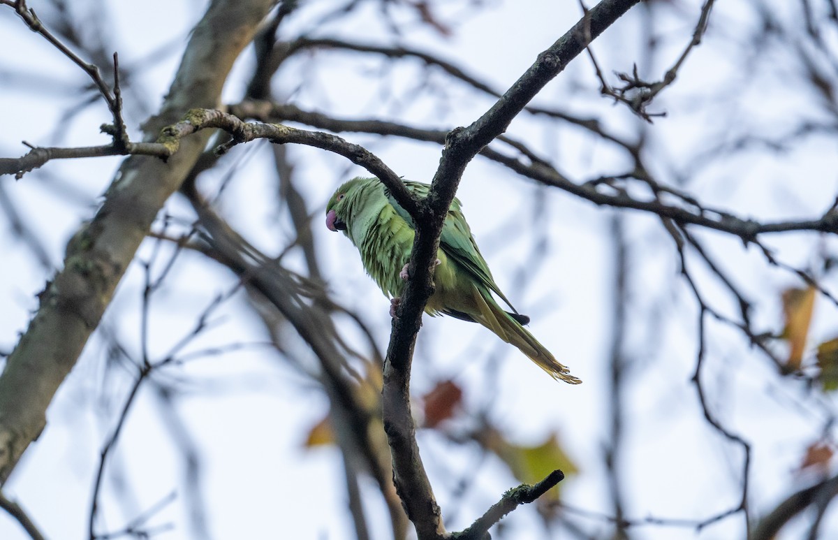 Rose-ringed Parakeet - ML645949067