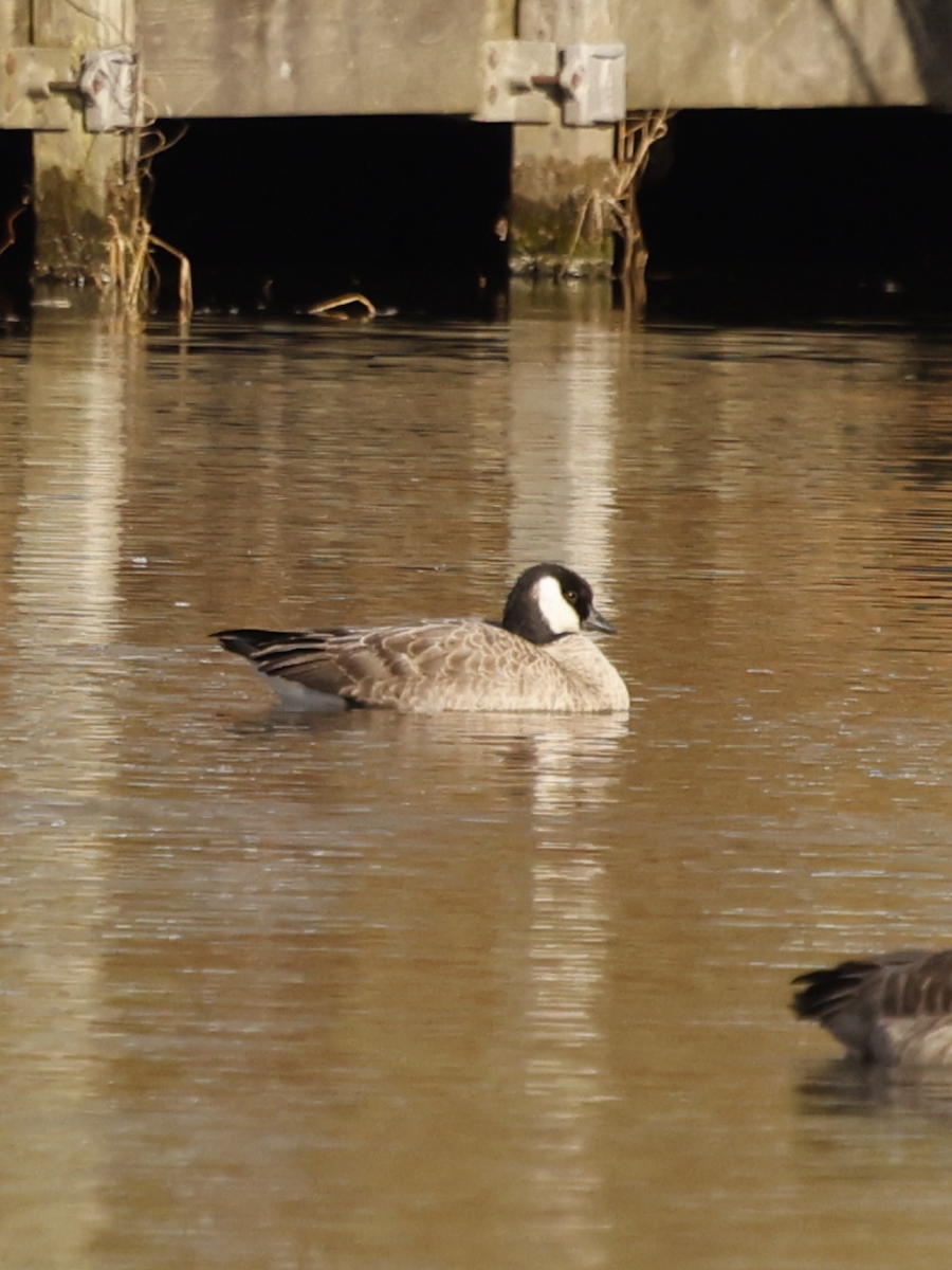 Cackling Goose - ML645949071