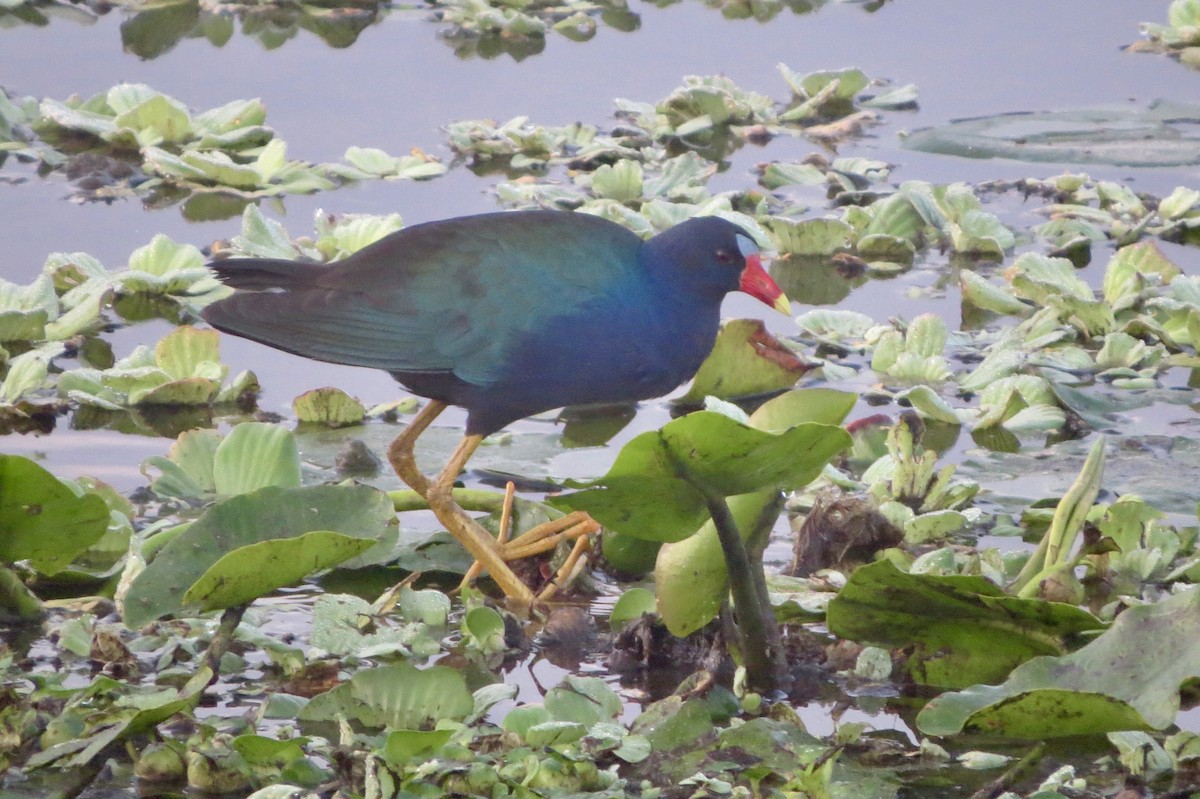 Малая султанка - ML645949072