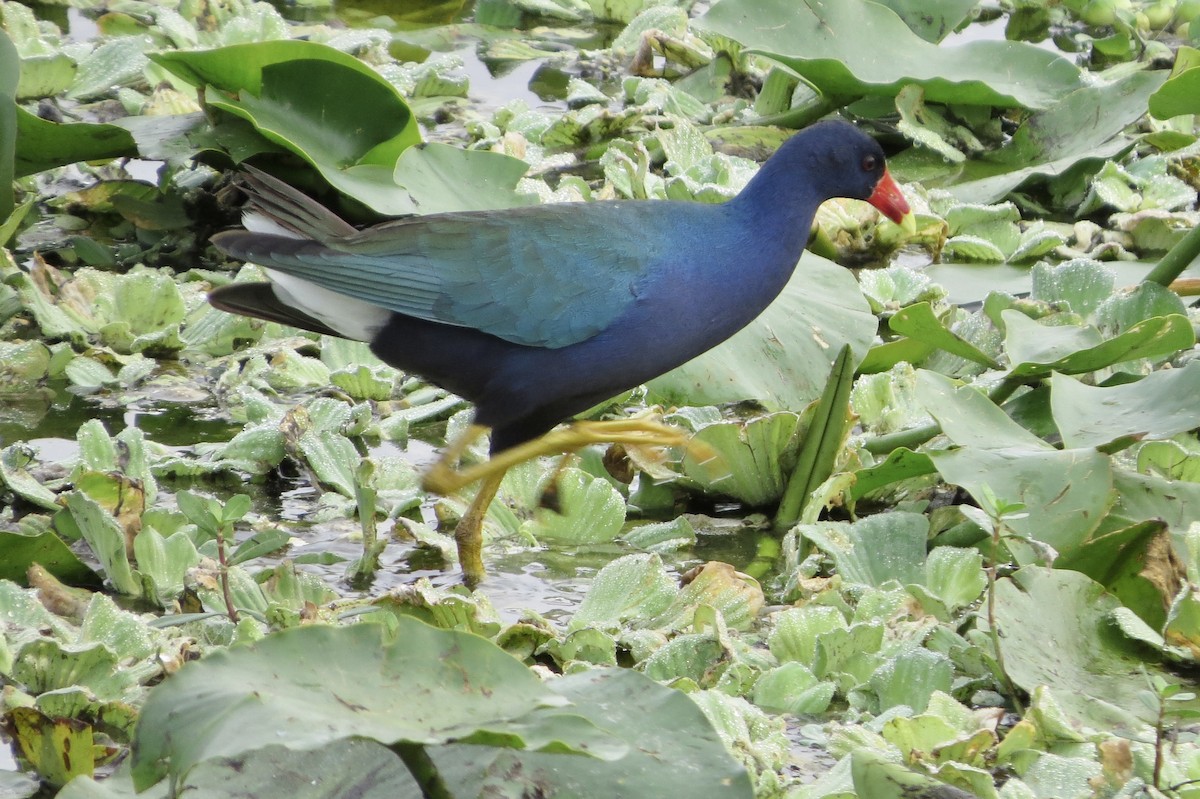 Малая султанка - ML645949073