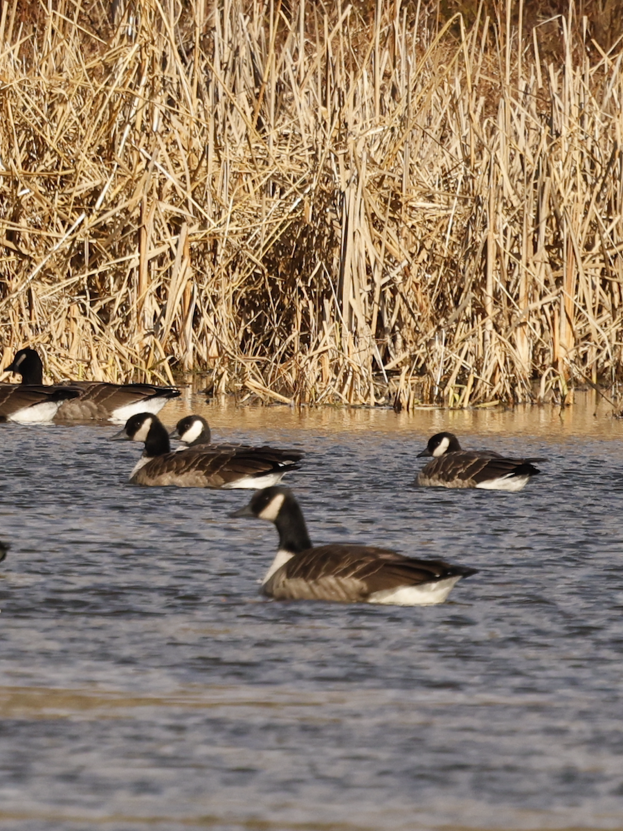 Cackling Goose - ML645949074