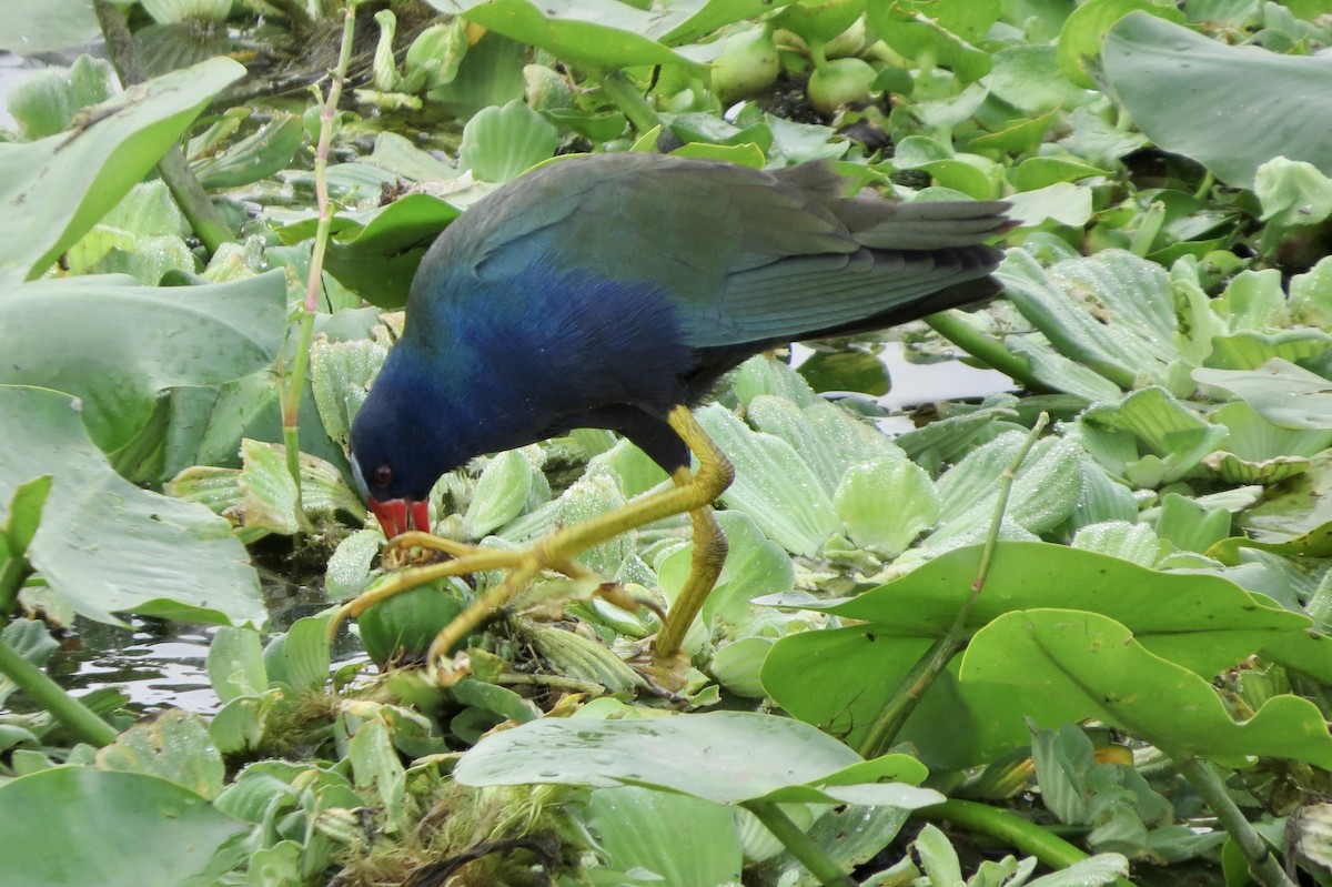 Малая султанка - ML645949075