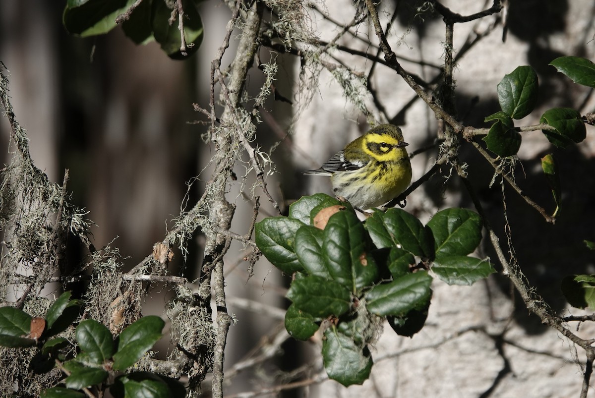Townsend's Warbler - ML645949076