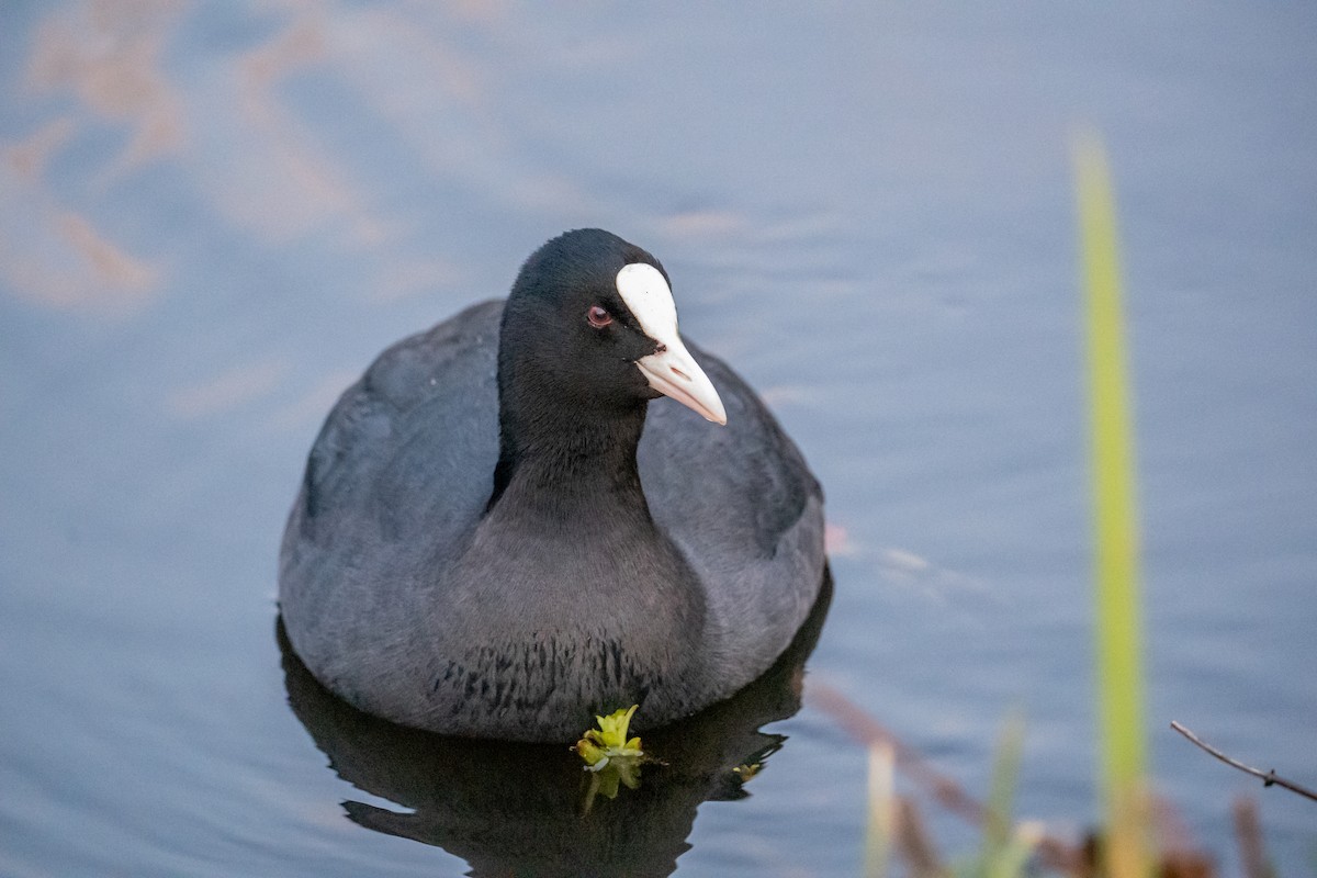 Eurasian Coot - ML645949077