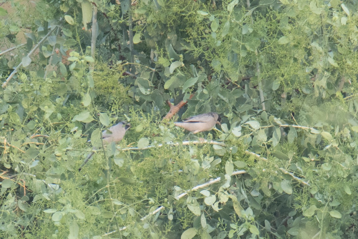 Hypocolius - ML645949079