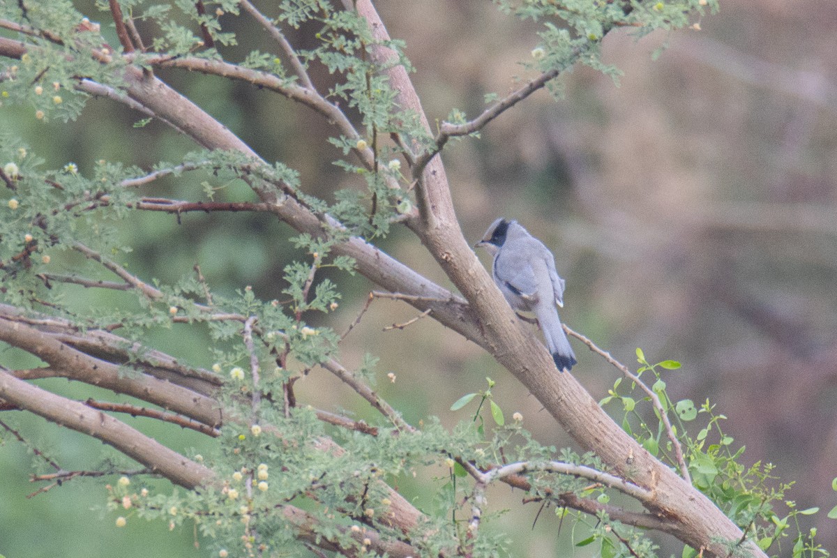 Hypocolius - ML645949080