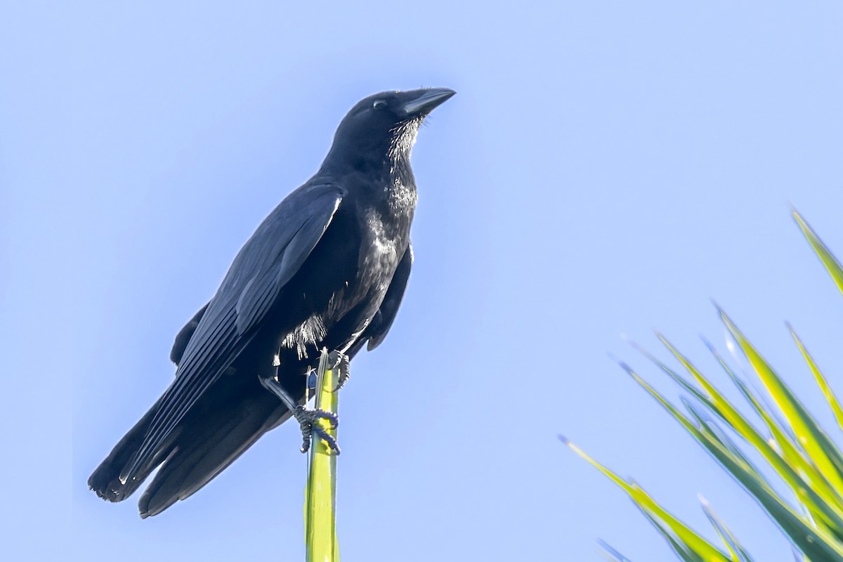 Cuban Palm-Crow - ML645949082