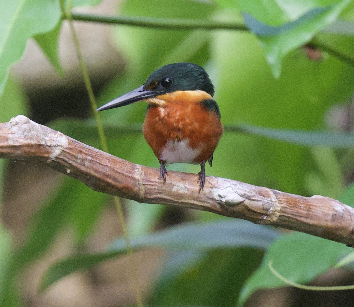 American Pygmy Kingfisher - ML645949084
