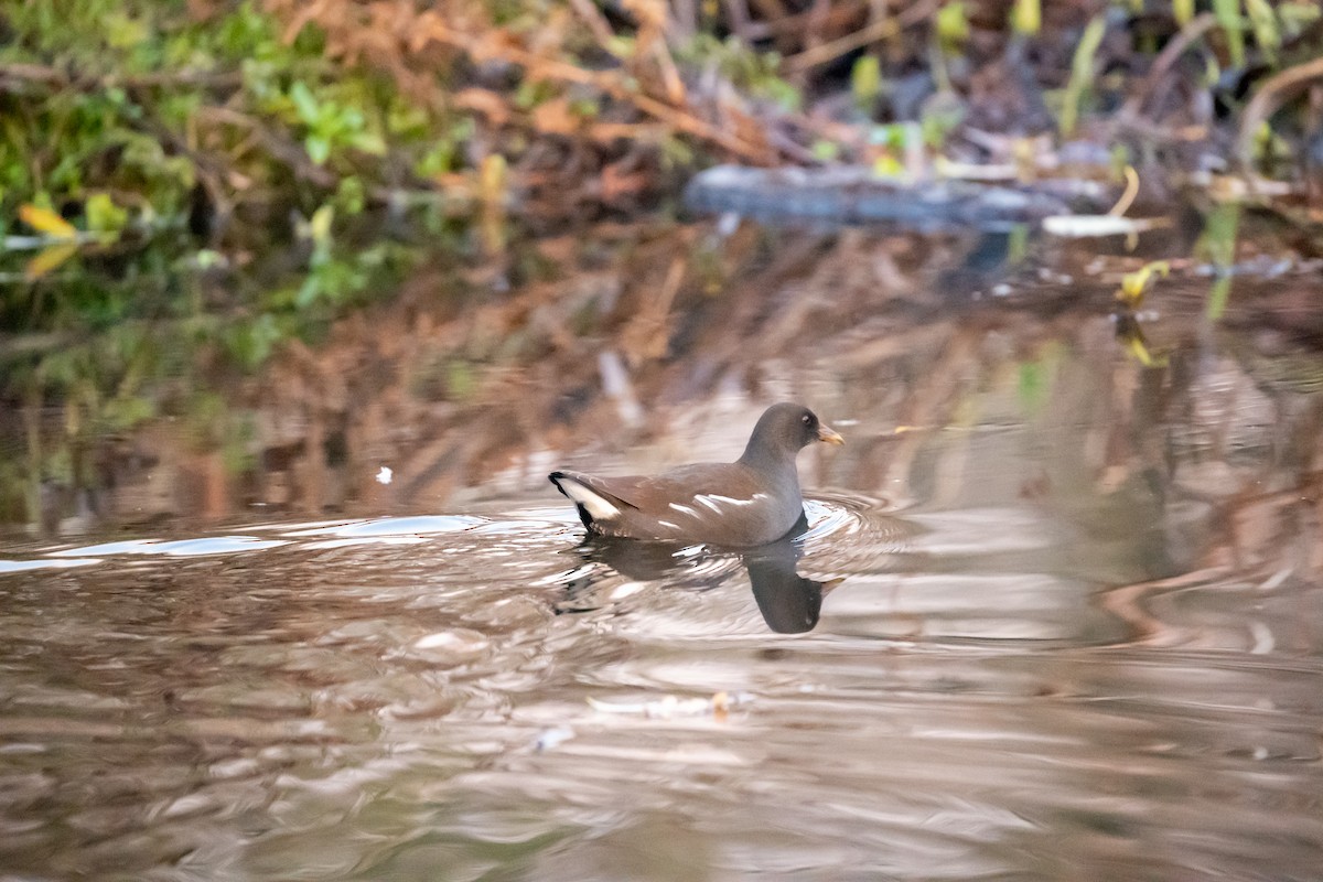 Eurasian Moorhen - ML645949091