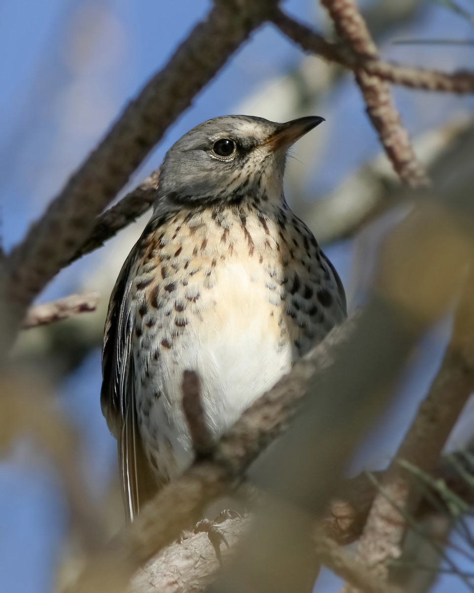 Fieldfare - ML645949093