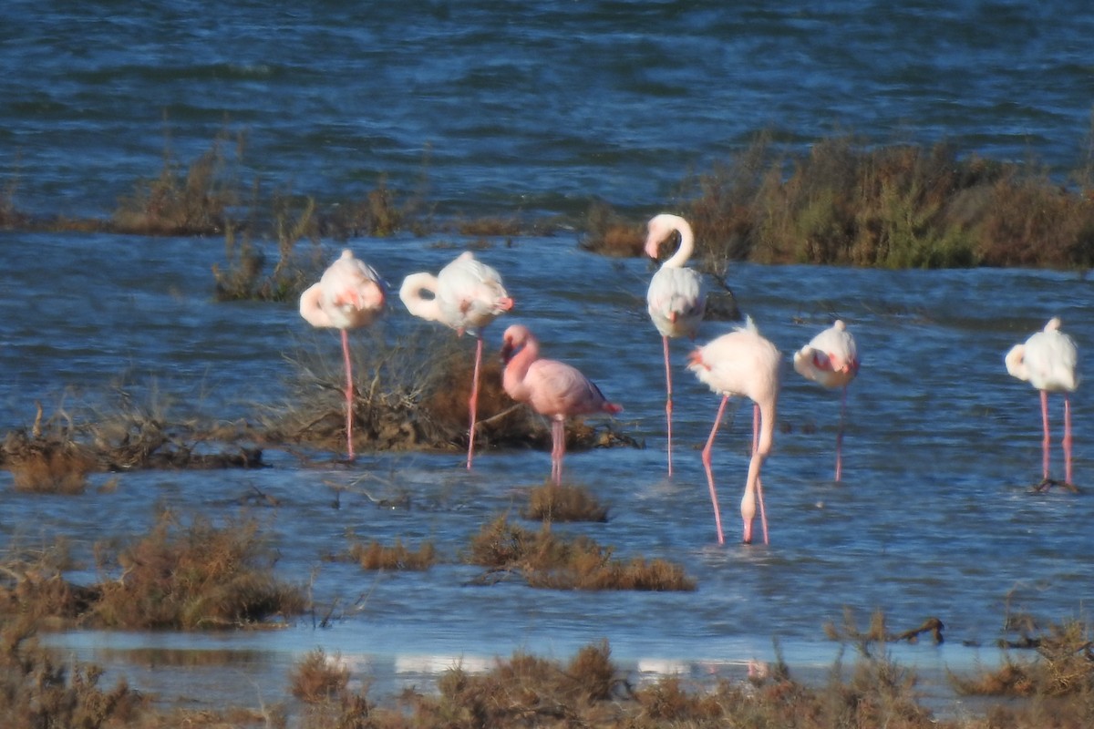 plameňák malý - ML645949096