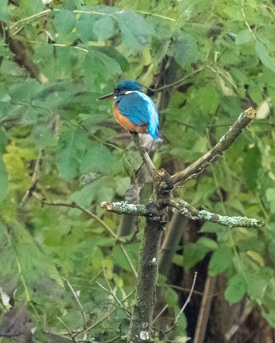 Common Kingfisher - ML645949099