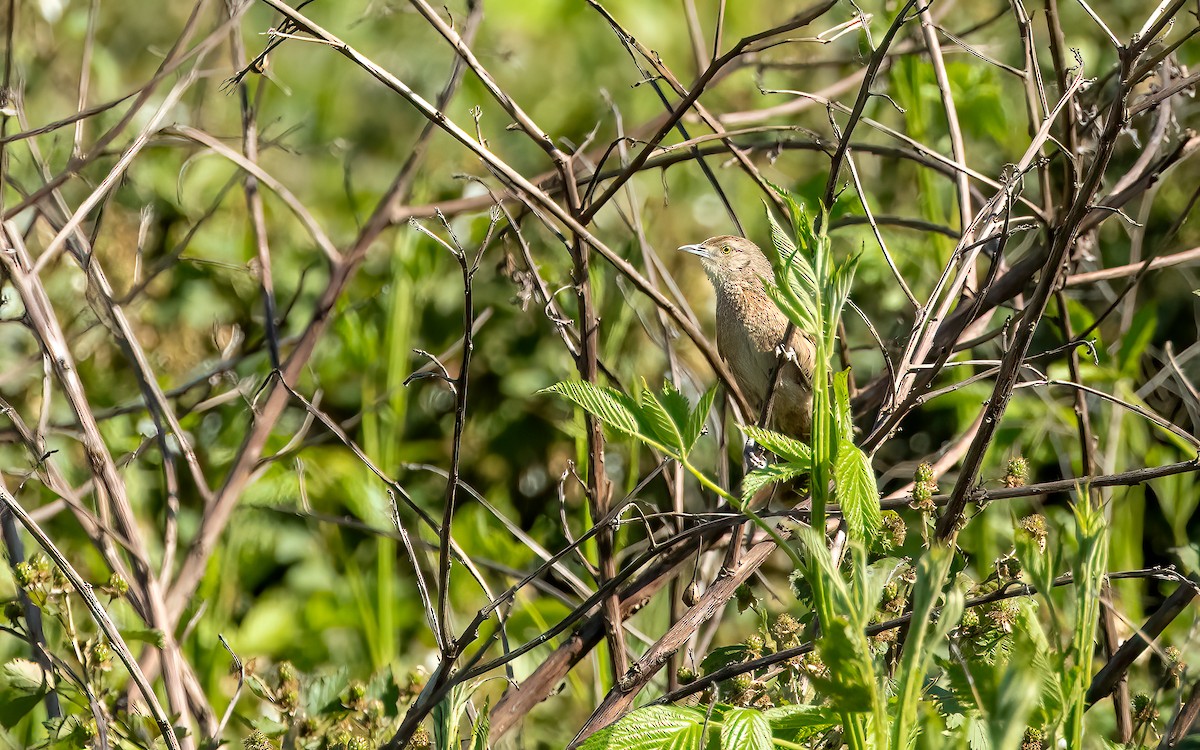 Freckle-breasted Thornbird - ML645949100