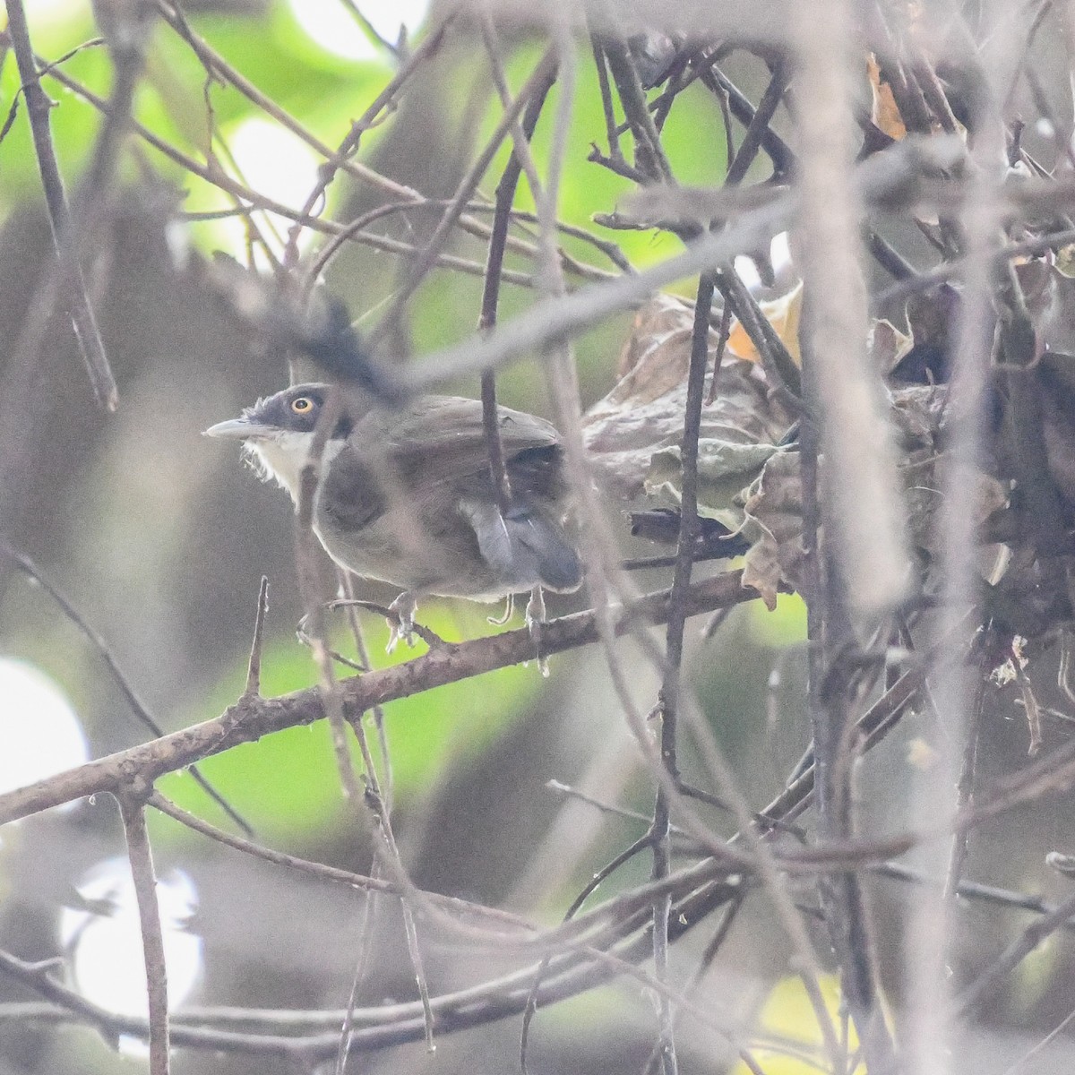 Dark-fronted Babbler - ML645949104