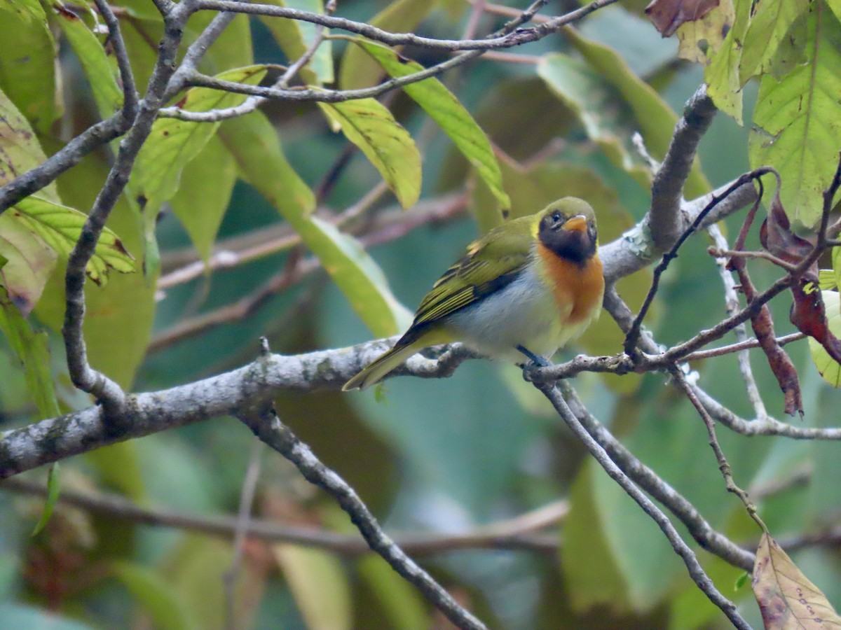 Guira Tanager - ML645949105