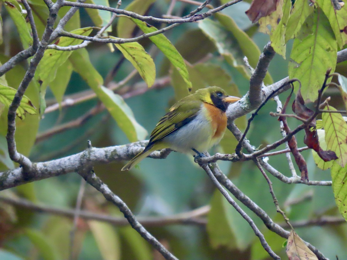 Guira Tanager - ML645949106
