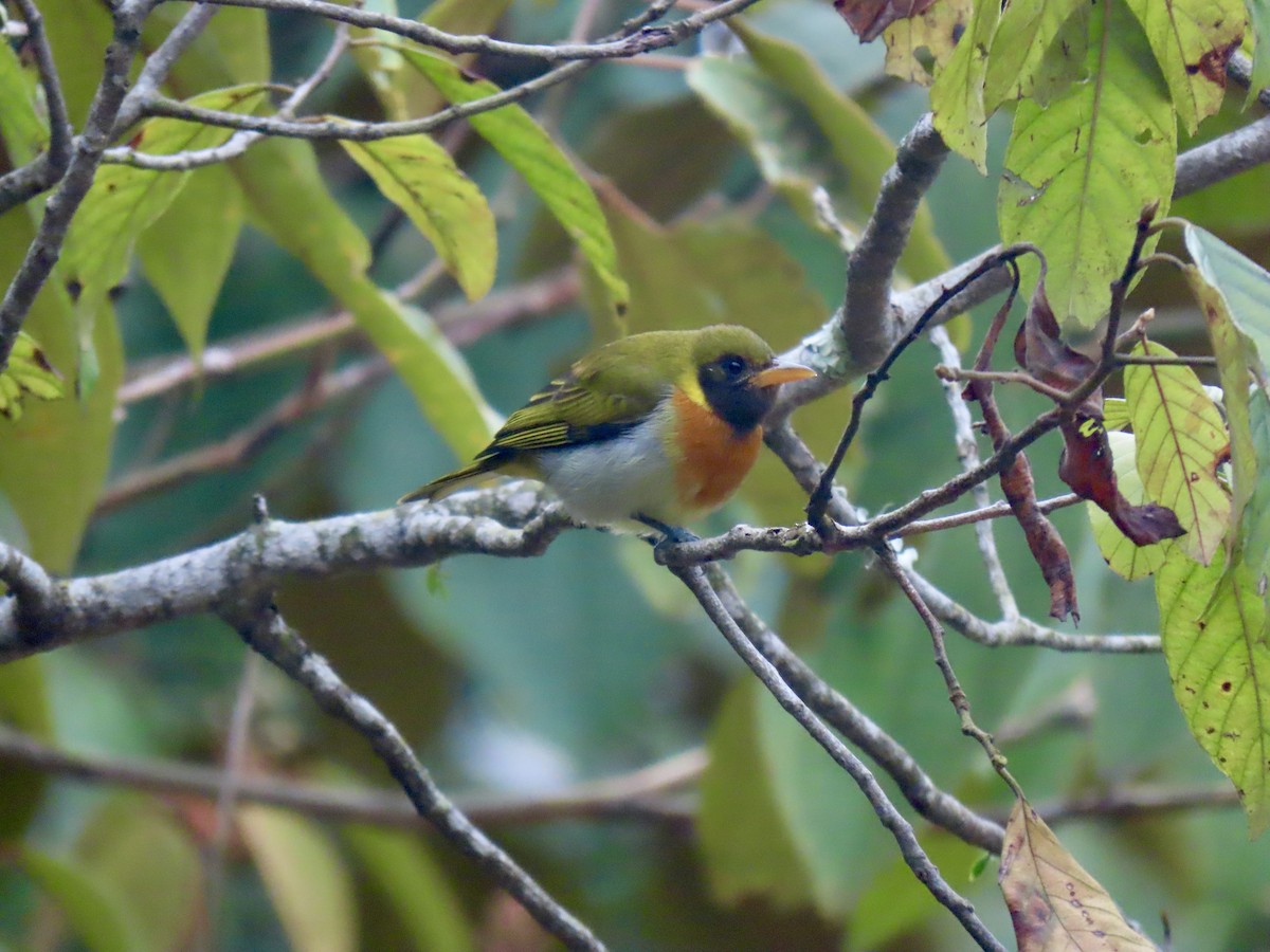 Guira Tanager - ML645949107