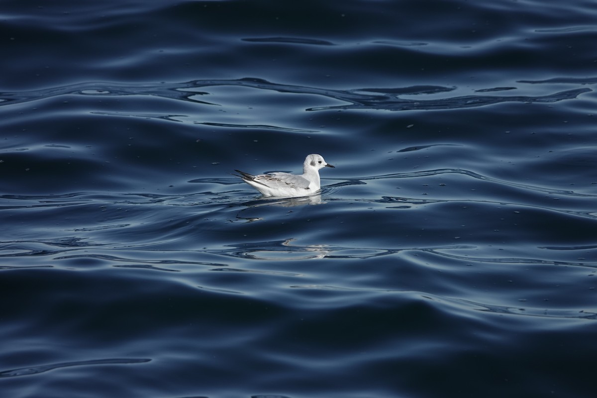 Bonaparte's Gull - ML645949116
