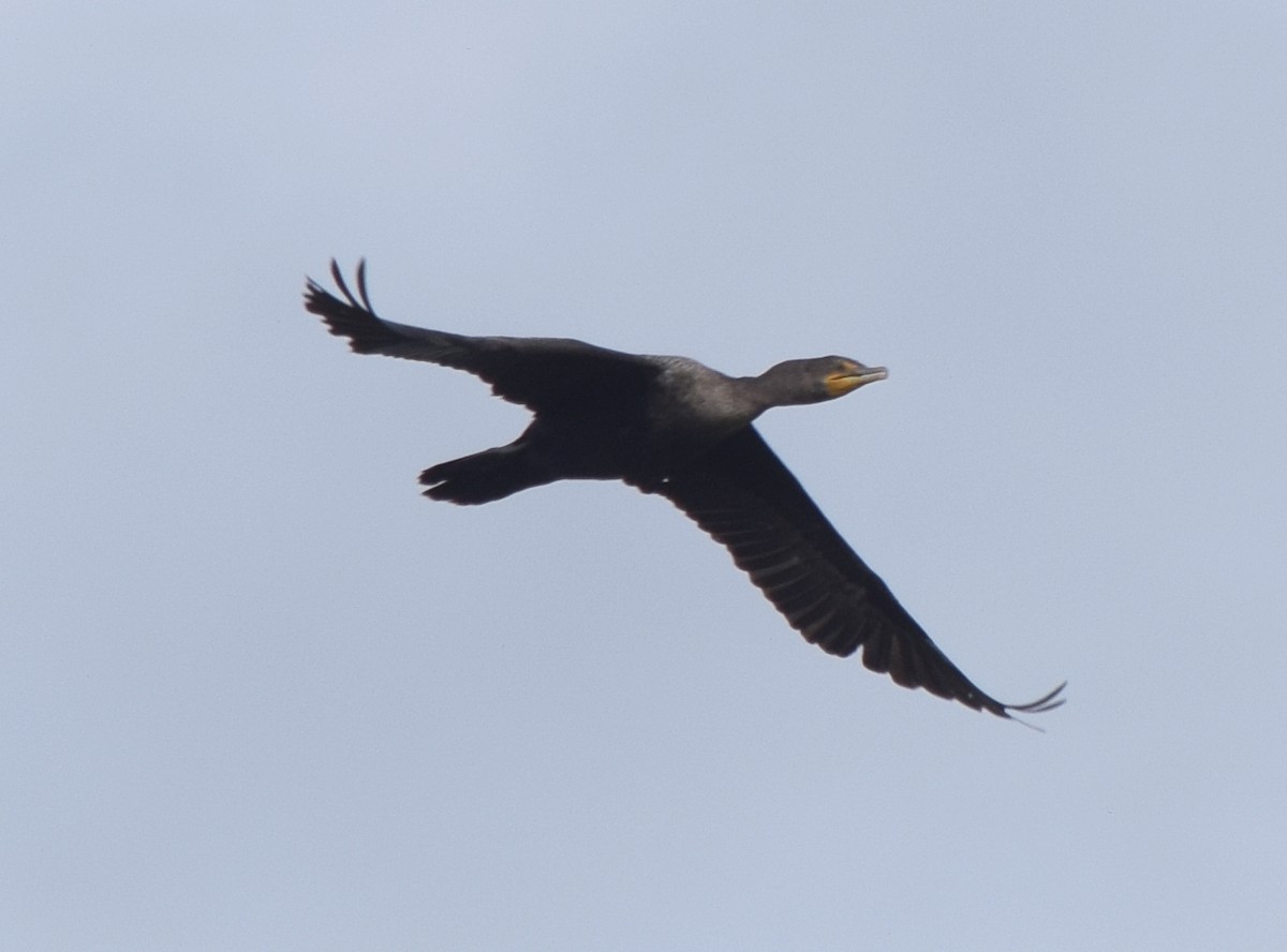 totoppskarv - ML645949117