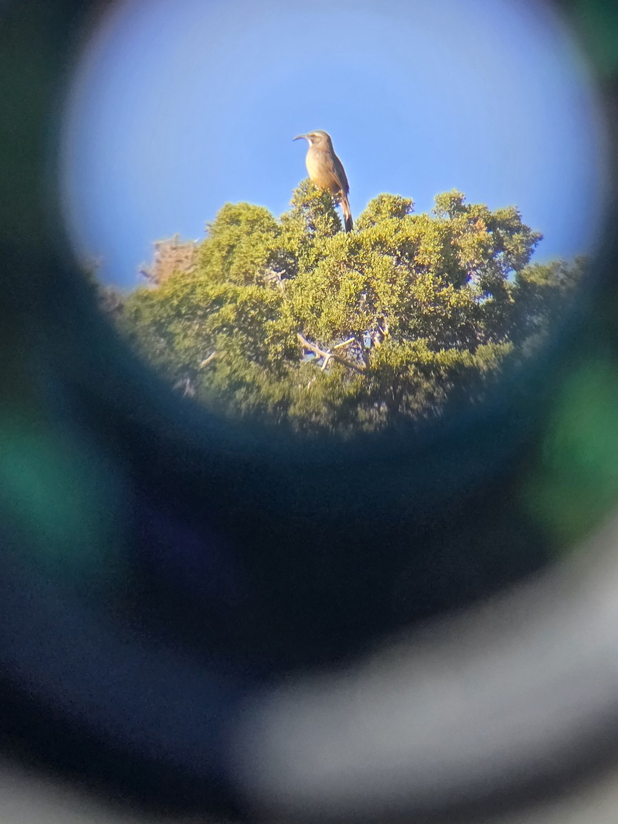 California Thrasher - ML645949120