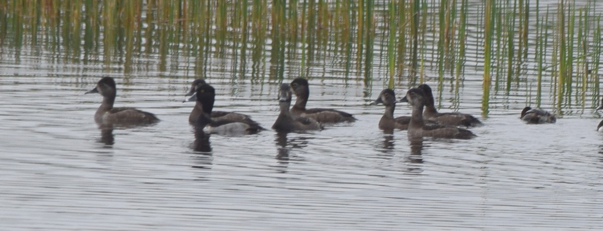 Ring-necked Duck - ML645949122