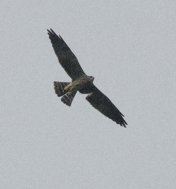 Mississippi Kite - ML645949123