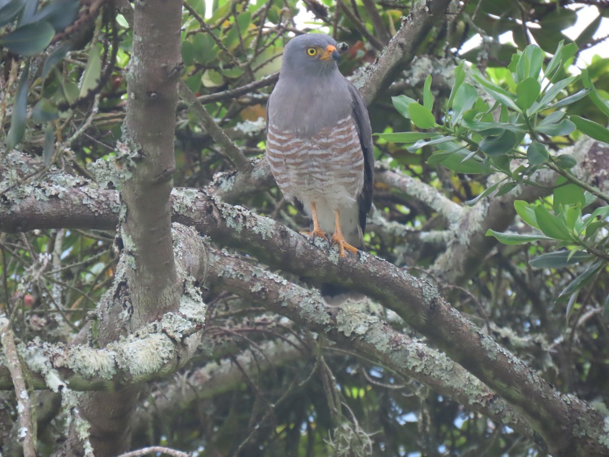 Roadside Hawk - ML645949125