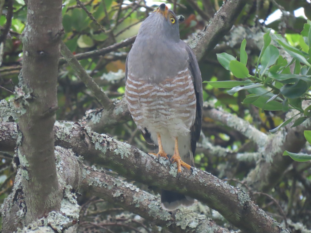 Roadside Hawk - ML645949126