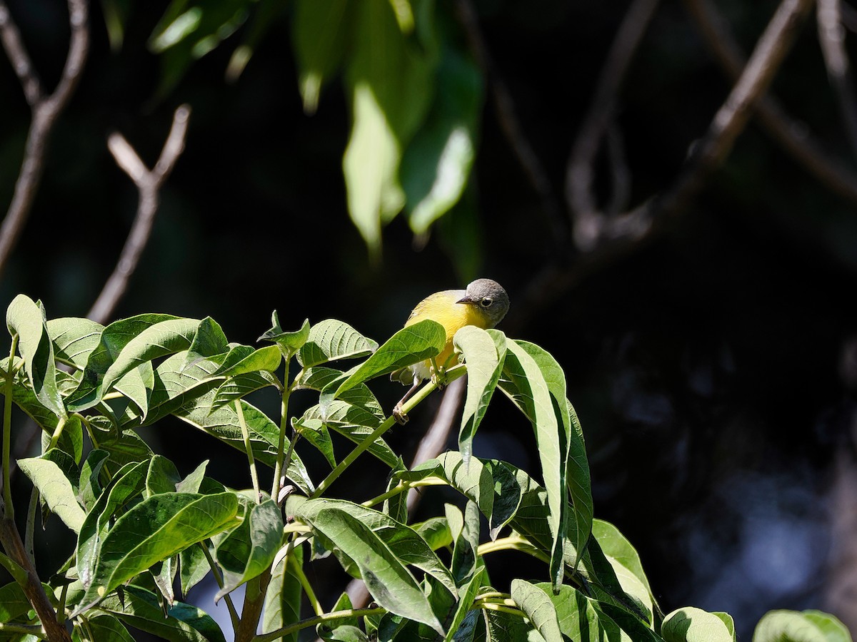 Nashville Warbler - ML645949127