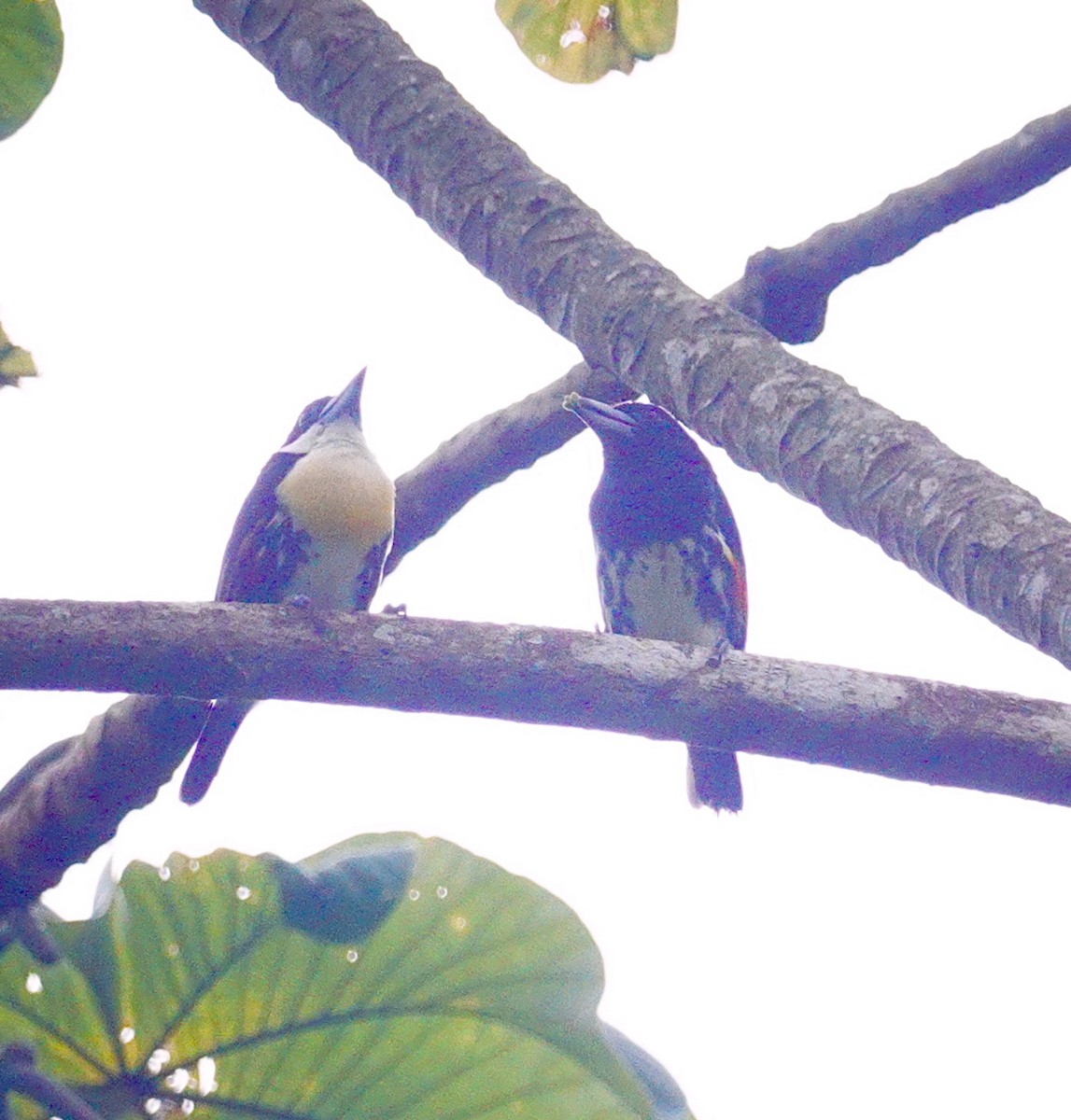 Spot-crowned Barbet - ML645949128