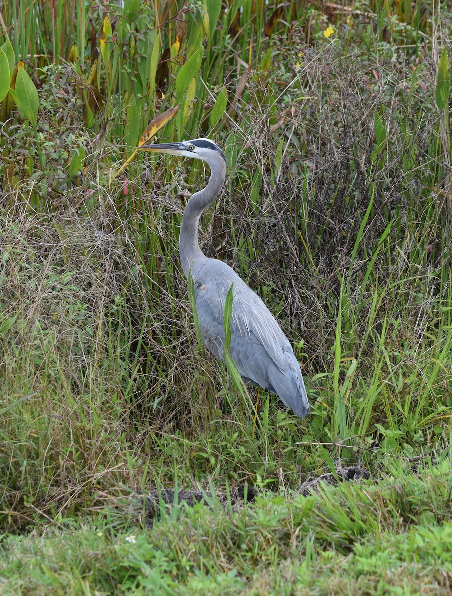 Great Blue Heron (Great Blue) - ML645949130