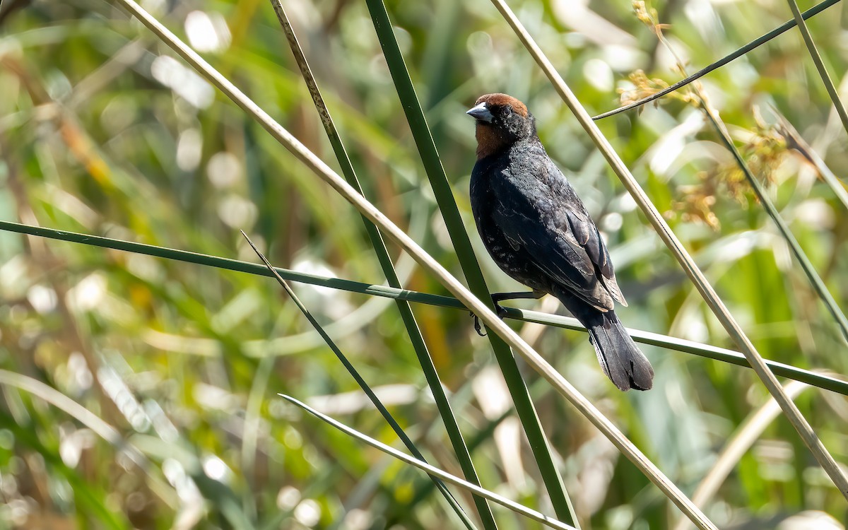Chestnut-capped Blackbird - ML645949131