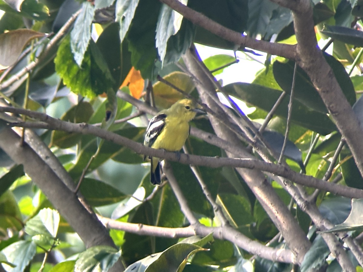 Common Iora - ML645949132