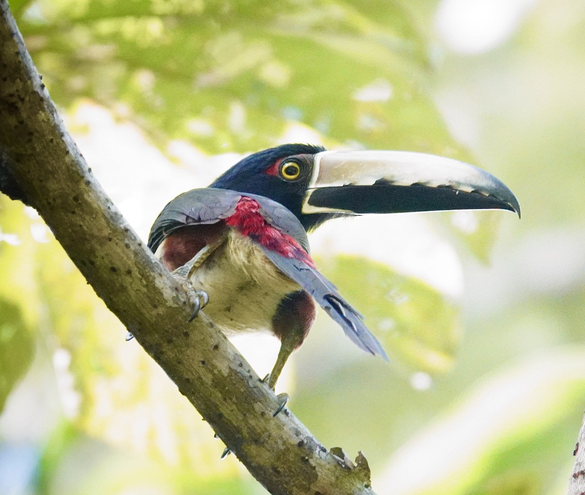 Collared Aracari - ML645949134