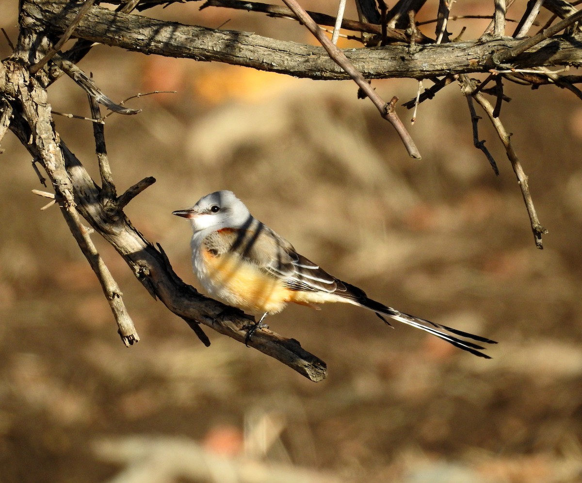 Scissor-tailed Flycatcher - ML645949136