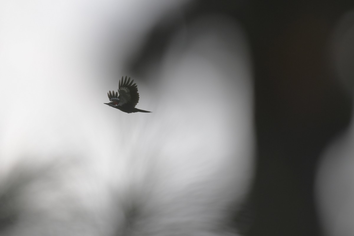 Pileated Woodpecker - ML645949137