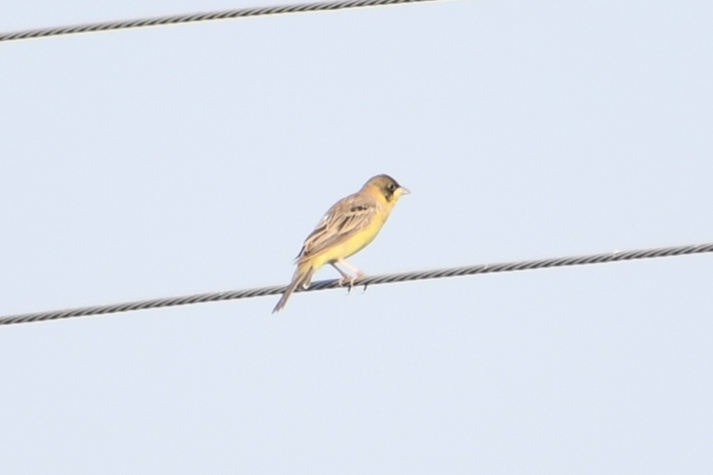 Black-headed Bunting - ML645949140
