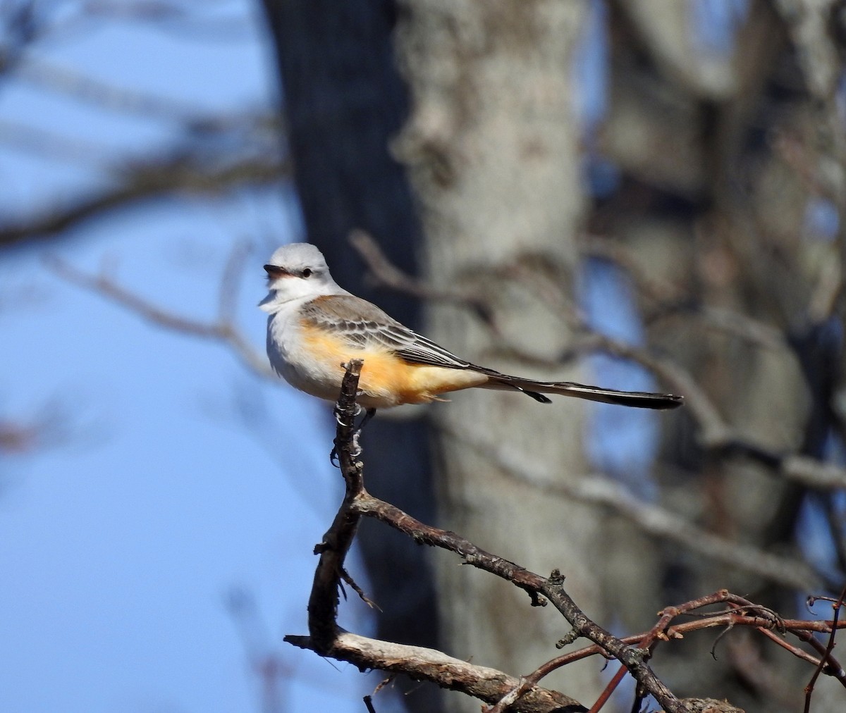 Scissor-tailed Flycatcher - ML645949141