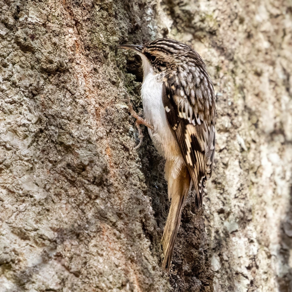 Brown Creeper - ML645949142