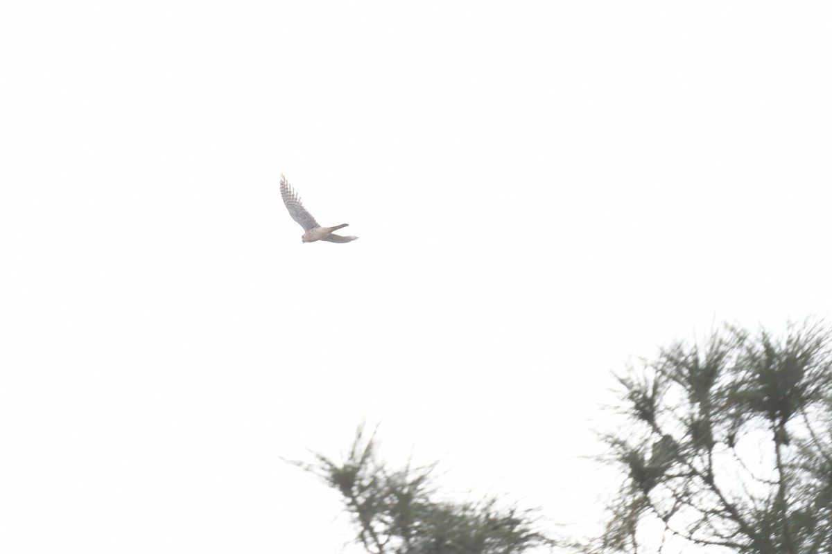 American Kestrel - ML645949144