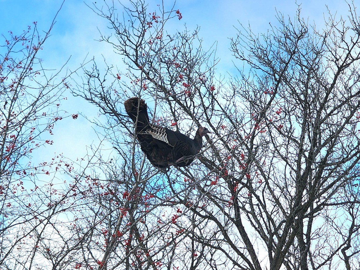 Wild Turkey - ML645949148