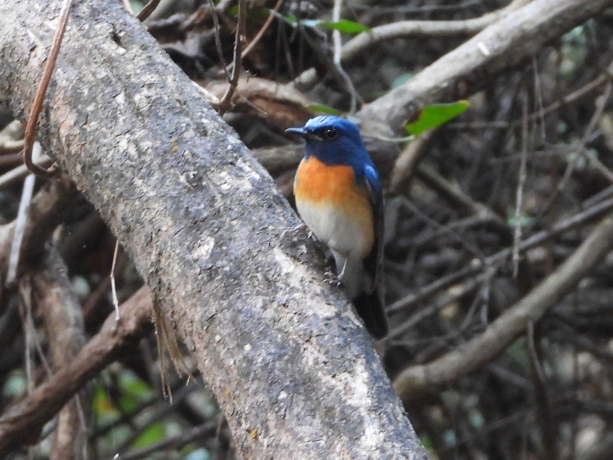Blue-throated Flycatcher - ML645949150