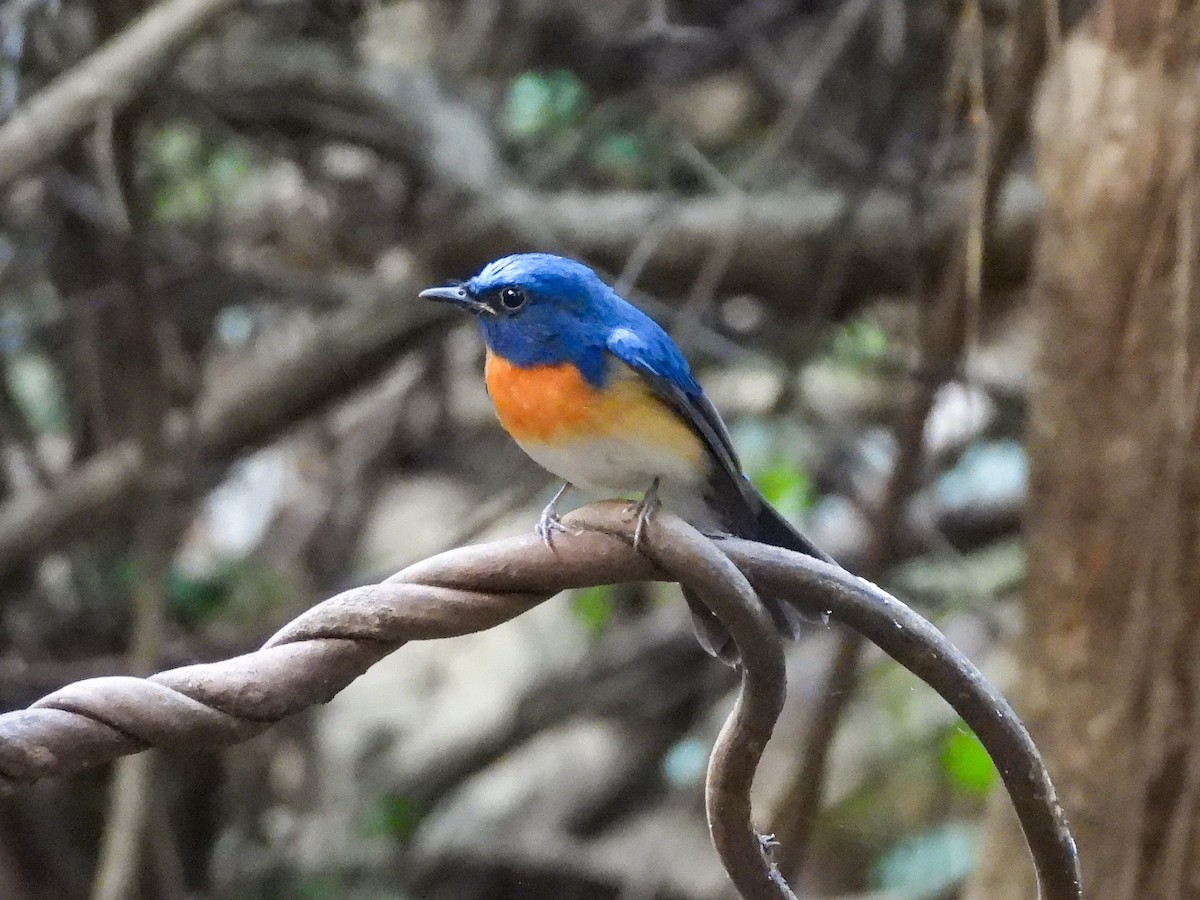 Blue-throated Flycatcher - ML645949151