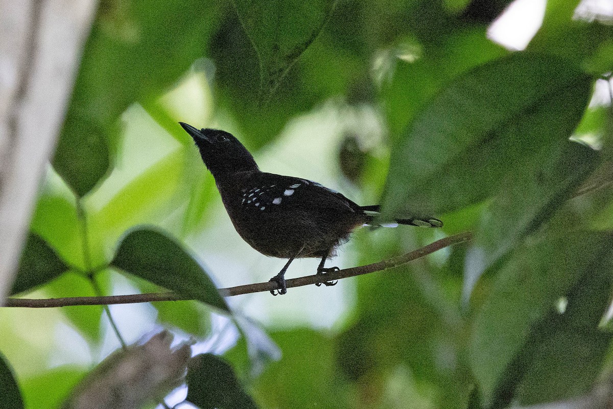 Dot-winged Antwren - ML645949152